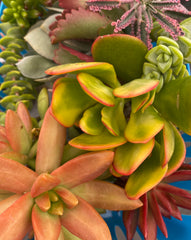 Colorful succulent cuttings