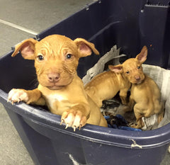 Puppies in box