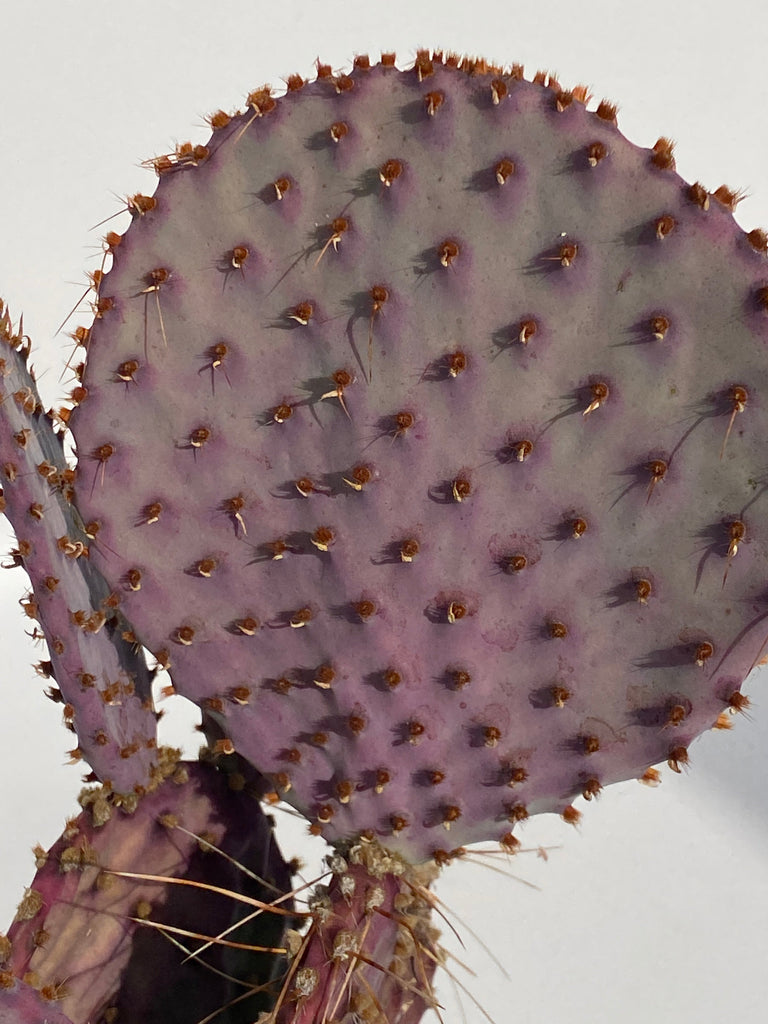 Opuntia Baby Rita