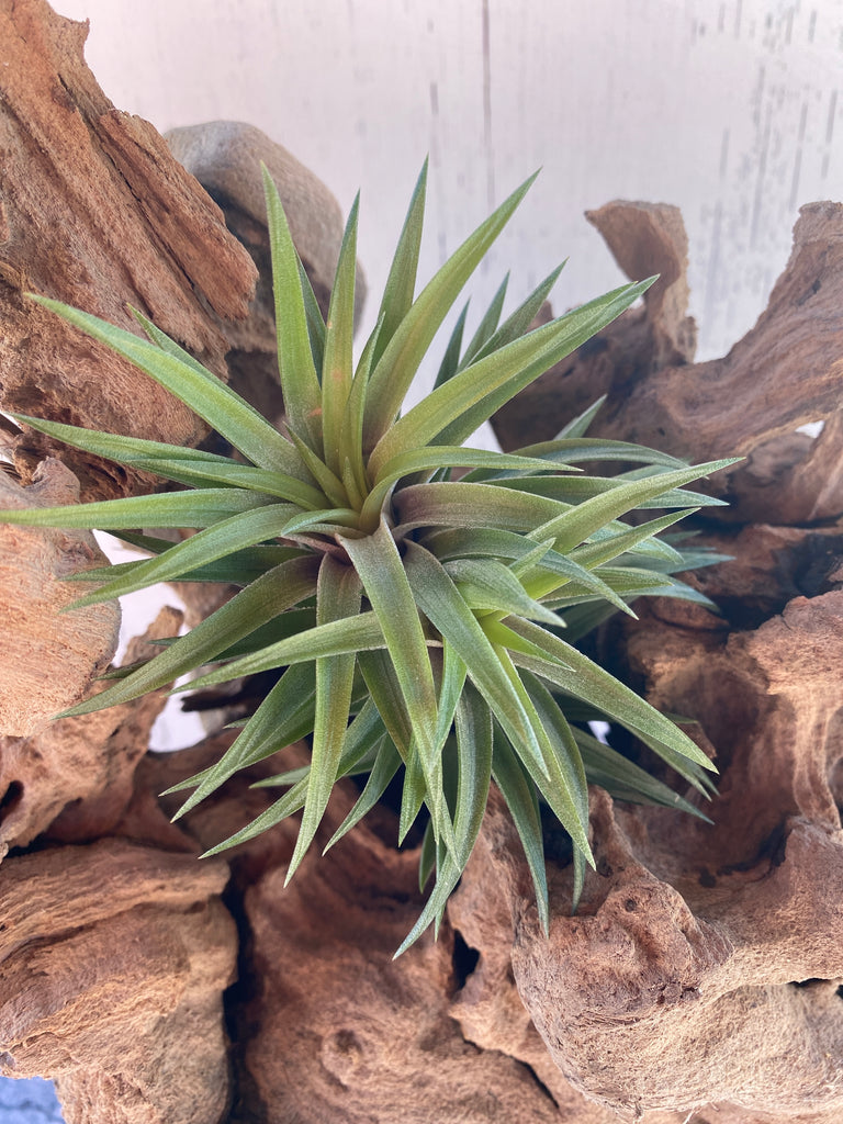 Tillandsia Ionantha Fuego | Partly Sunny Projects