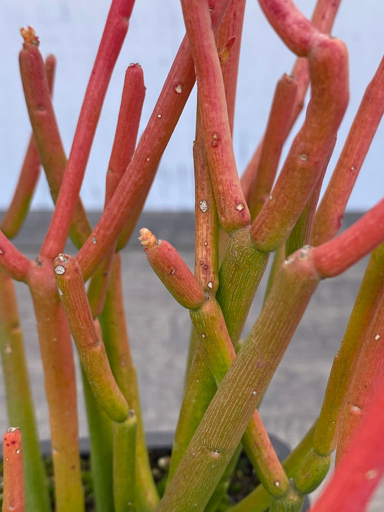 euphorbia tirucalli