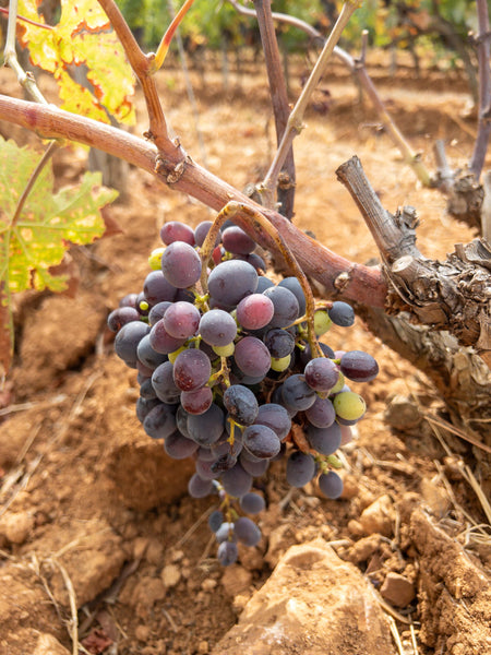 Le vignoble TERREBRUNE 35 Hectares situés dans le vignoble de BANDOL et plus précisément sur le massif des Trias avec son exceptionnel terroir argile-calcaire qui fait toute la typicité de ces vins.