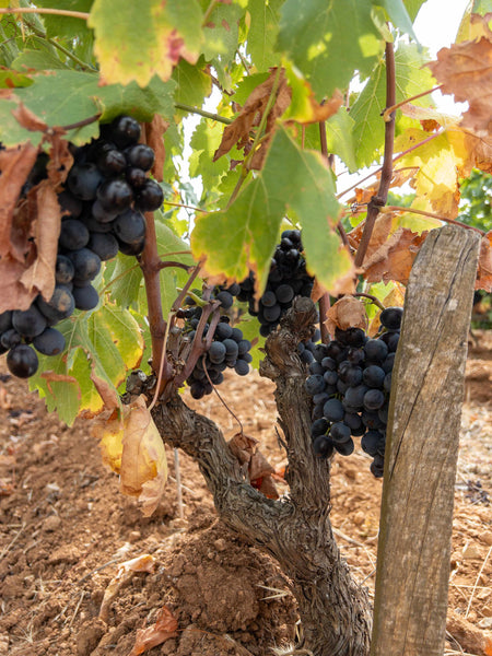 Le vignoble TERREBRUNE 35 Hectares situés dans le vignoble de BANDOL et plus précisément sur le massif des Trias avec son exceptionnel terroir argile-calcaire qui fait toute la typicité de ces vins.