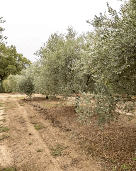 HABILE c'est un restaurant et une marque de vêtements mais c'est aussi la famille du Domaine de la Sénancole, domaine qui produit de l'huile d'olive française dans la région du Luberon. Bienvenue dans les coulisses de la récolte.
