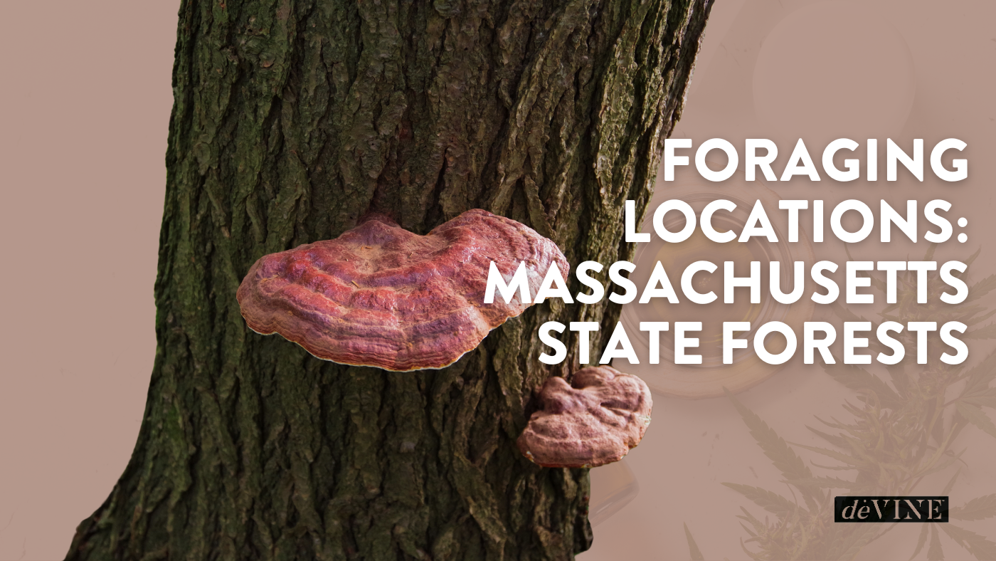Foraging Locations: Massachusetts State Forests