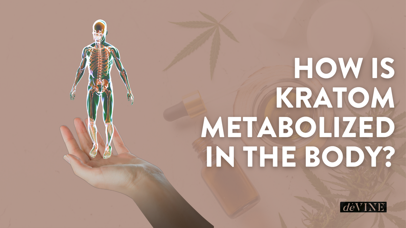 How is Kratom Metabolized in the Body?