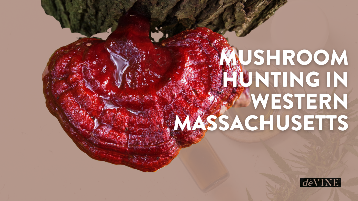 Mushroom Hunting in Western Massachusetts