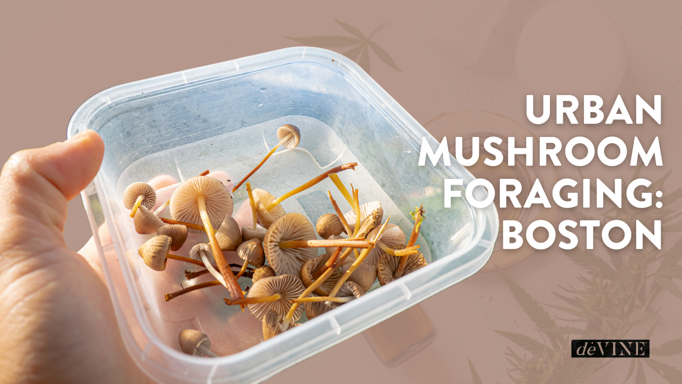 Urban Mushroom Foraging: Boston