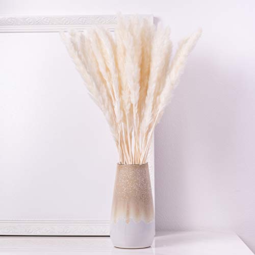 KØZY LIVING Herbe de la pampa séchée réellement – Parfait comme fleur –  Shop Planète Déco