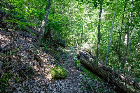 laurel cove trail powderhorn arch pine mountain state park