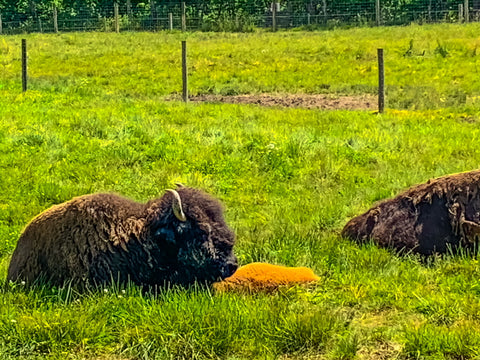 small baby bison being nurtured in big bone lick state park