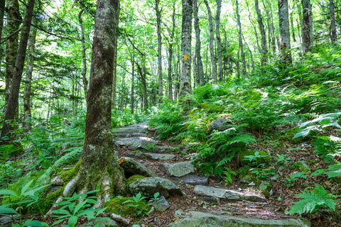 massive prehistoric sized ferns along the twin pinnacles trail in grayson highlands state park in virginia