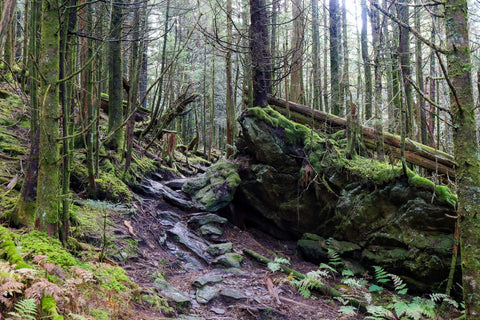 forests of the Black Mountains along the Deep Gap and Black Mountain Crest Trail in North Carolina