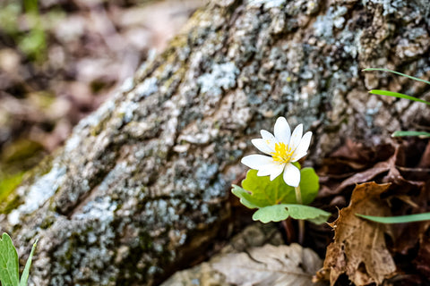 white blooming bloodroot growing in tree crevice along wild hyacinth trail in turkey run park