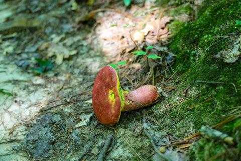red bolete wild mushroom along silvermine arch in red river gorge