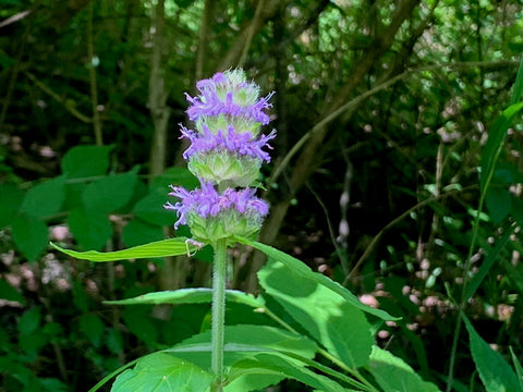 wild mountain mint growing along cedar sink trail in big bone lick state park