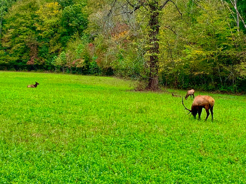 fall in the great smoky mountains