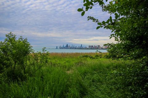 View of downtown Chicago through the magic hedge in montrose beach dunes natural area in Chicago Illinois
