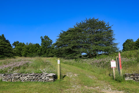 haw flats trail in grayson highlands state park, virginia