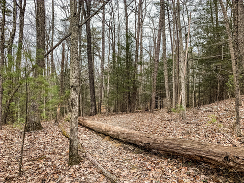 hidden arch trail red river gorge