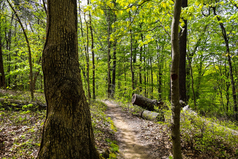 Red Trail Horine Reservation Jefferson Memorial Forest