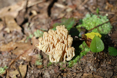 coral wild mushroom