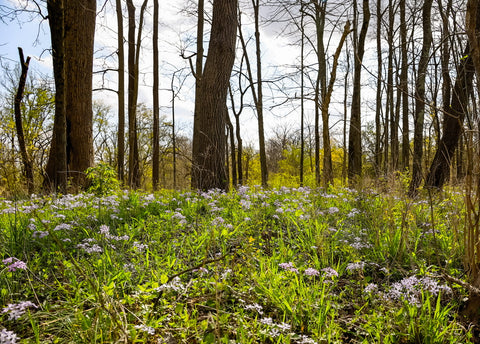 spring blooming woodland meadow along wild hyacinth trail in turkey run park