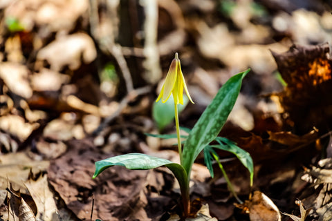 trout lily wildflower along the wild hyacinth trail in turkey run park