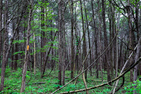 dark cedar forest along chinkapin trail in turkey run park