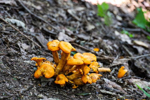 Chanterelle wild mushrooms found in Cantwell cliffs area of Hocking hills state park Ohio 