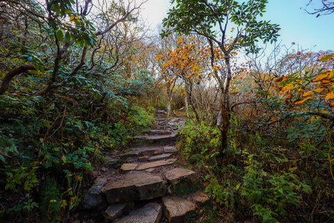 Rhododendrons along the craggy pinnacle trail in craggy gardens on the blue ridge parkway of north carolina