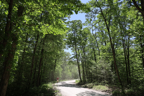 grays arch trail red river gorge