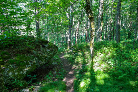 dense birch forest along the listening rock trail in grayson highlands state park in virginia