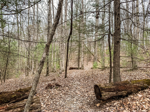 hidden arch trail red river gorge