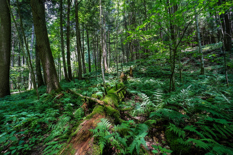 Fern covered valley along gorge trail in Conkles hollow state nature preserve in Hocking county Ohio 