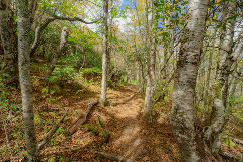 Sam knob summit trail on blue ridge parkway in North Carolina 