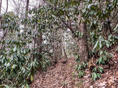 hidden arch trail red river gorge