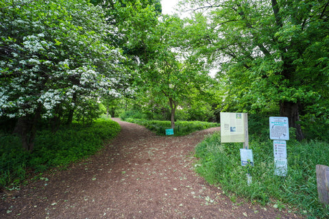 Bird sanctuary within montrose beach dunes natural area in Chicago illinois