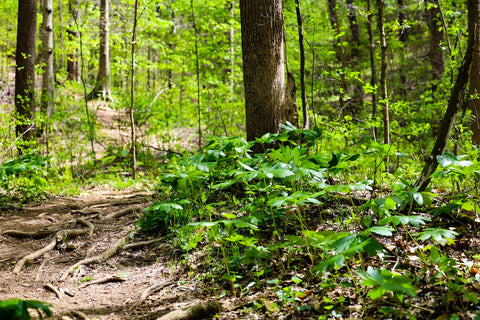 Orange Trail Horine Reservation Jefferson Memorial Forest