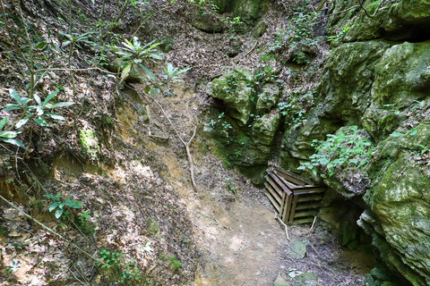 Cave at the bottom of sinkhole in natural bridge state resort park in kentucky