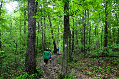 princess arch trail red river gorge