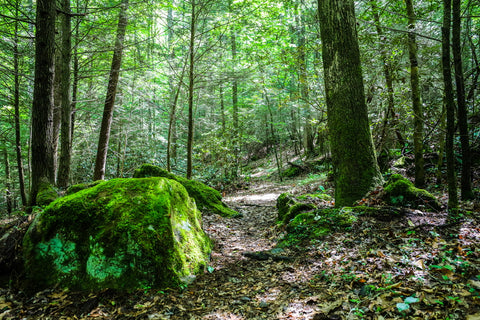 tower rock trail red river gorge