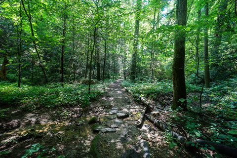 Temperate rain forest hiking trail to yahoo arch in big south fork of Kentucky 