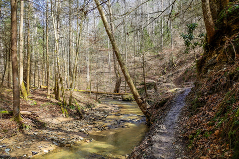 muddy trail along whittleton branch to whittleton arch in red river gorge kentucky