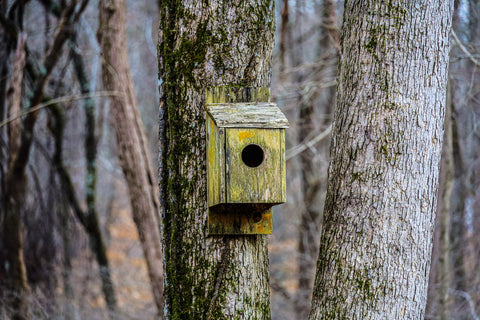 birdhouse along tulip valley trail in o'bannon woods state park