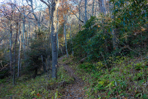 The Low Gap Trail and Appalachian Trail junction rests on a physical landmark known as, “Low Gap”