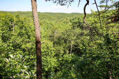 overlook point along silvermine arch trail in red river gorge