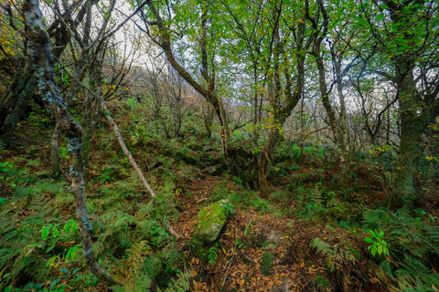 Challenging terrain of craggy dome along Reese trail on blue ridge parkway in North Carolina 