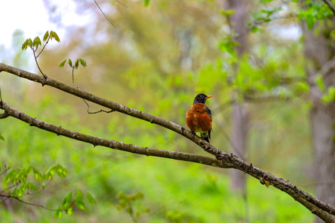 robin songbird perched on tree along paw paw trail in turkey run park