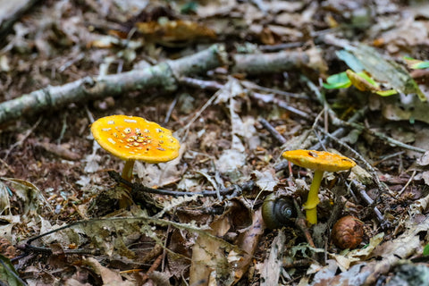 wild mushrooms along the cabin creek trail in grayson highlands state park in virginia